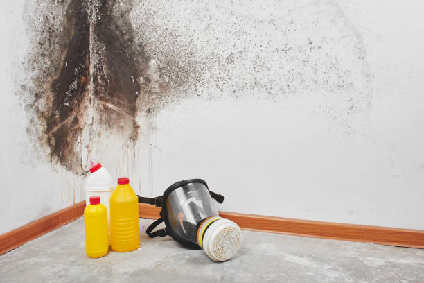 Best Toxic Mold Removal  in Lasalle, IL